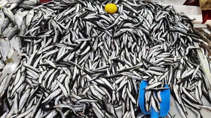 Palamutta da hile! Farkları tek tek sıraladık: Balıkçılar vatandaşı kandırıyor! 12